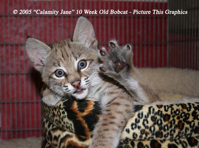 10 Week Old Bobcat Kitten