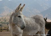 donkeylooks